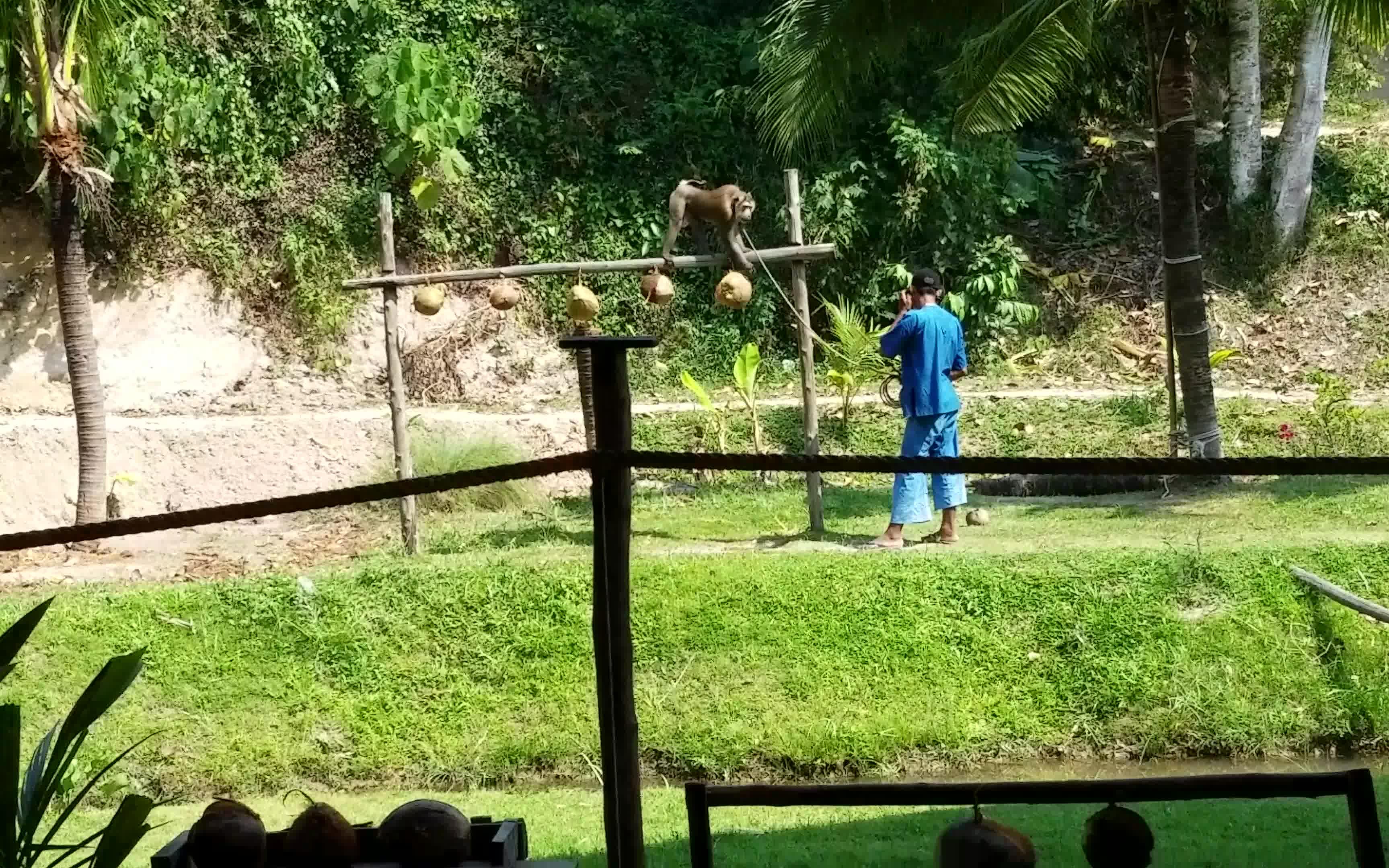 [图]泰国驯猴表演