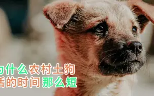 Télécharger la video: 为什么农村土狗活的时间那么短