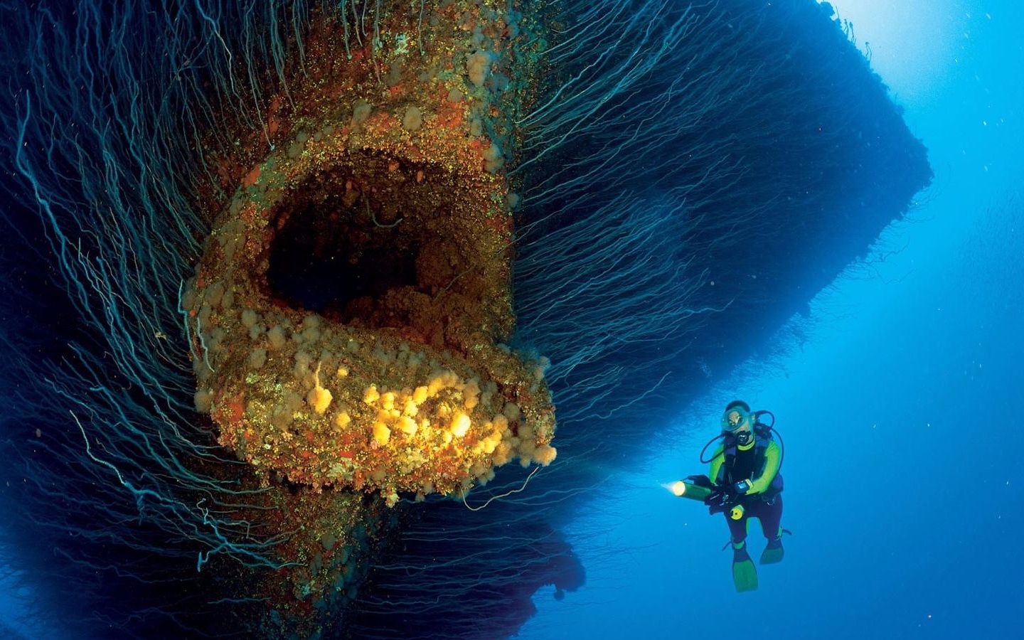 令人惊奇的神秘现象!海底深处的奇异生物,让人毛骨悚然哔哩哔哩bilibili