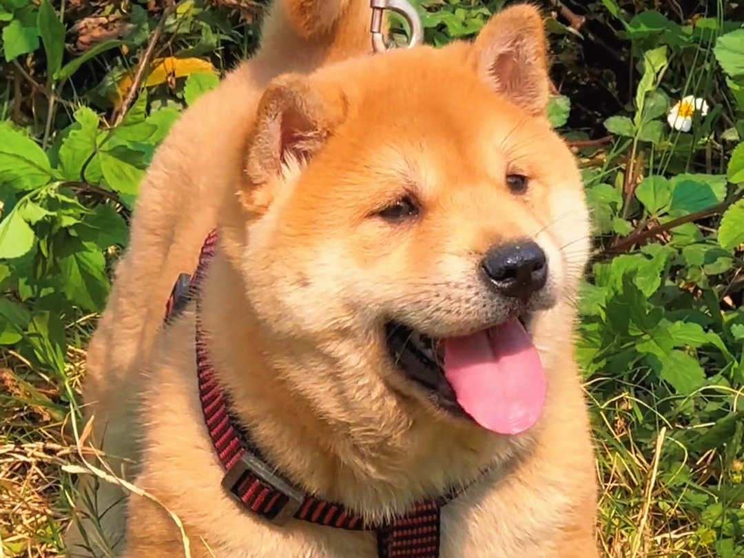 非常纯正的黄狗白面田园犬