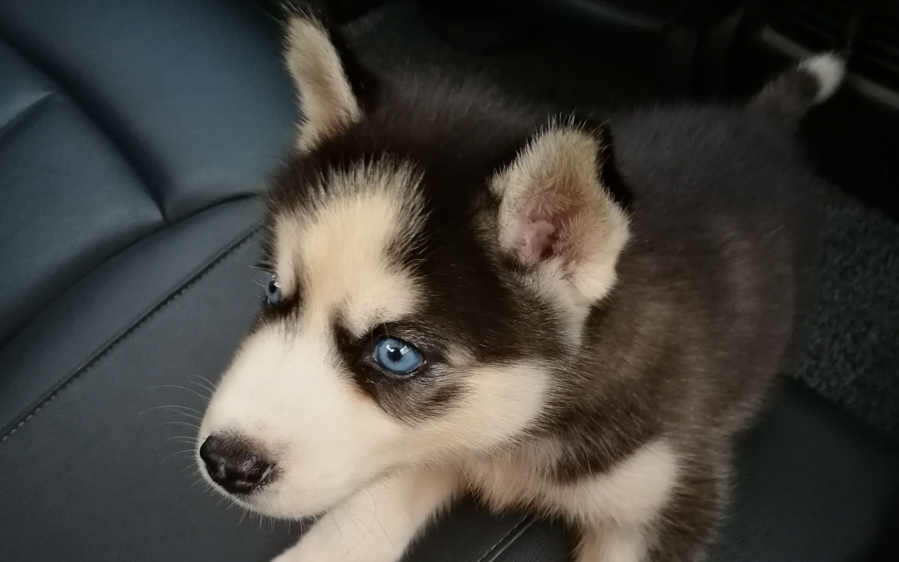 迷人的二哈_哔哩哔哩_bilibili