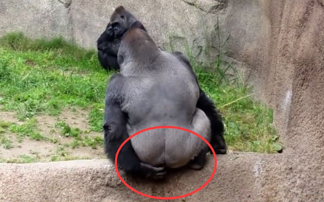 大猩猩拉粑粑被拍,一气之下徒手"接屎",下一秒赶紧跑!