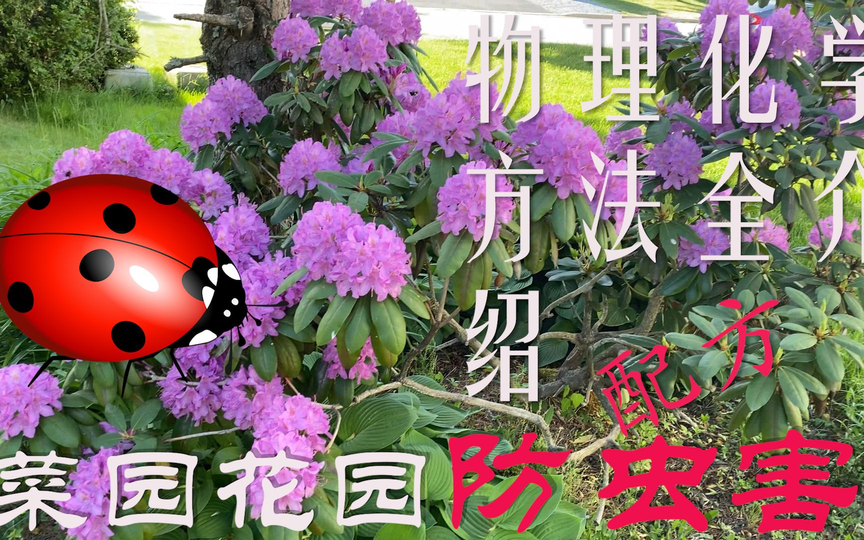 【渔耕笔记】菜园杀虫 花园防虫害 | 如何配有机肥皂水/苦楝油杀虫喷剂 物理方法杀害虫哔哩哔哩bilibili