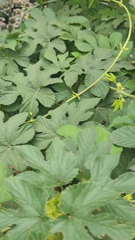 啤酒花/蛇麻介绍.