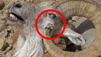 动物们的那些能不幸杀死自己的最危险的身体部位