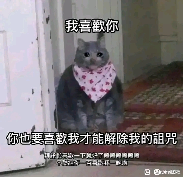 [图]【猫梗图】各种猫猫图！1.0