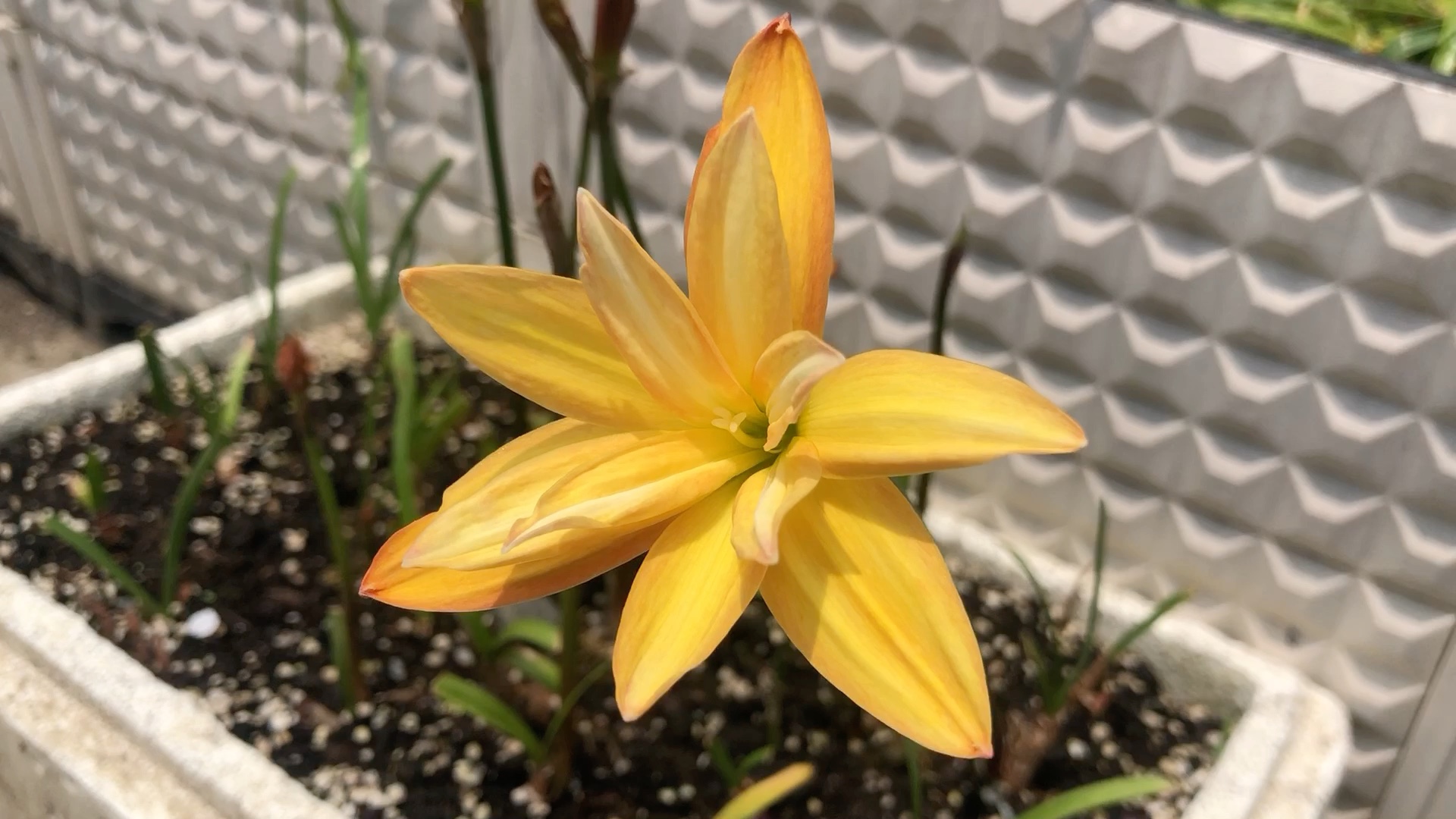 重瓣风雨兰钱德拉算是一种比较经典的风雨兰,夏天耐热耐晒,很值得期待