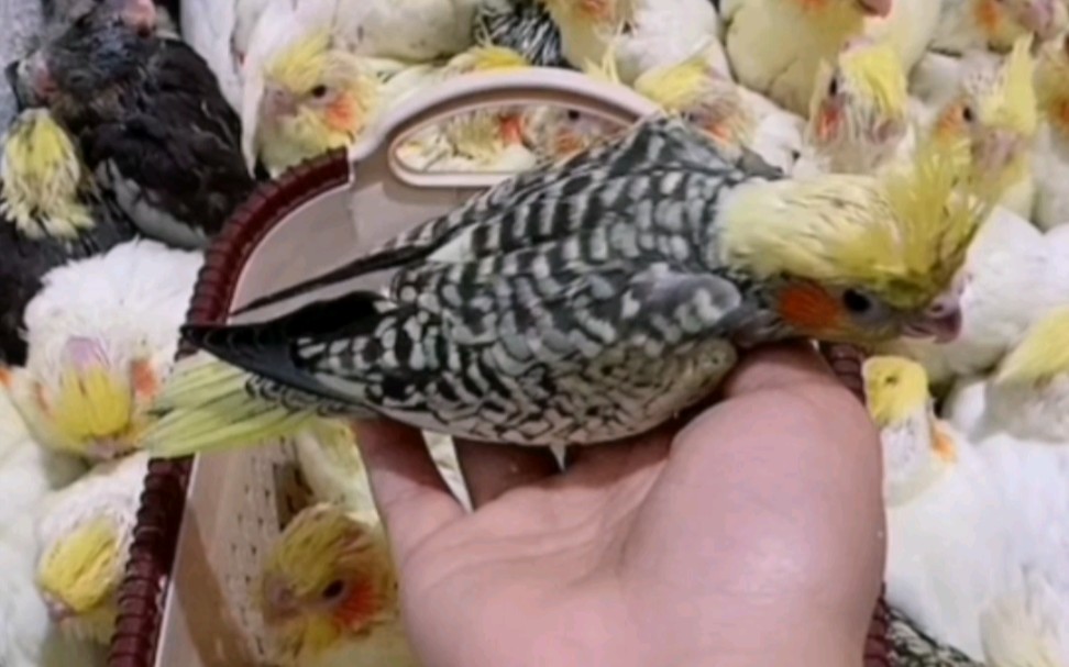 玄凤鹦鹉:金冠派特玄凤珍珠手养亲人雏鸟,金头珍珠玄凤鹦鹉好漂亮哦