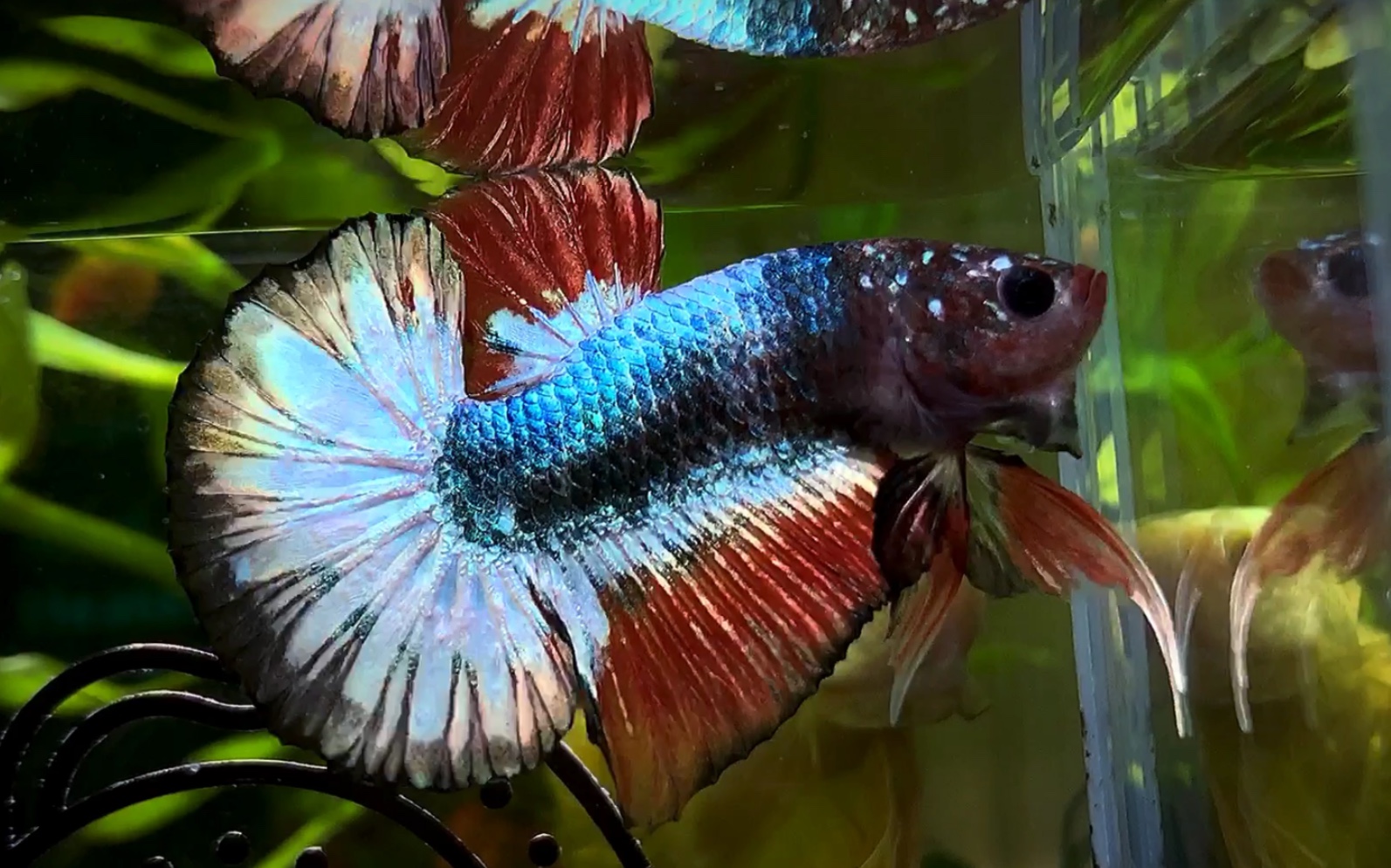 超大尾鳍的炫彩金铜fccp 这么大的三鳍也是绝啦 【泰国斗鱼】【将军