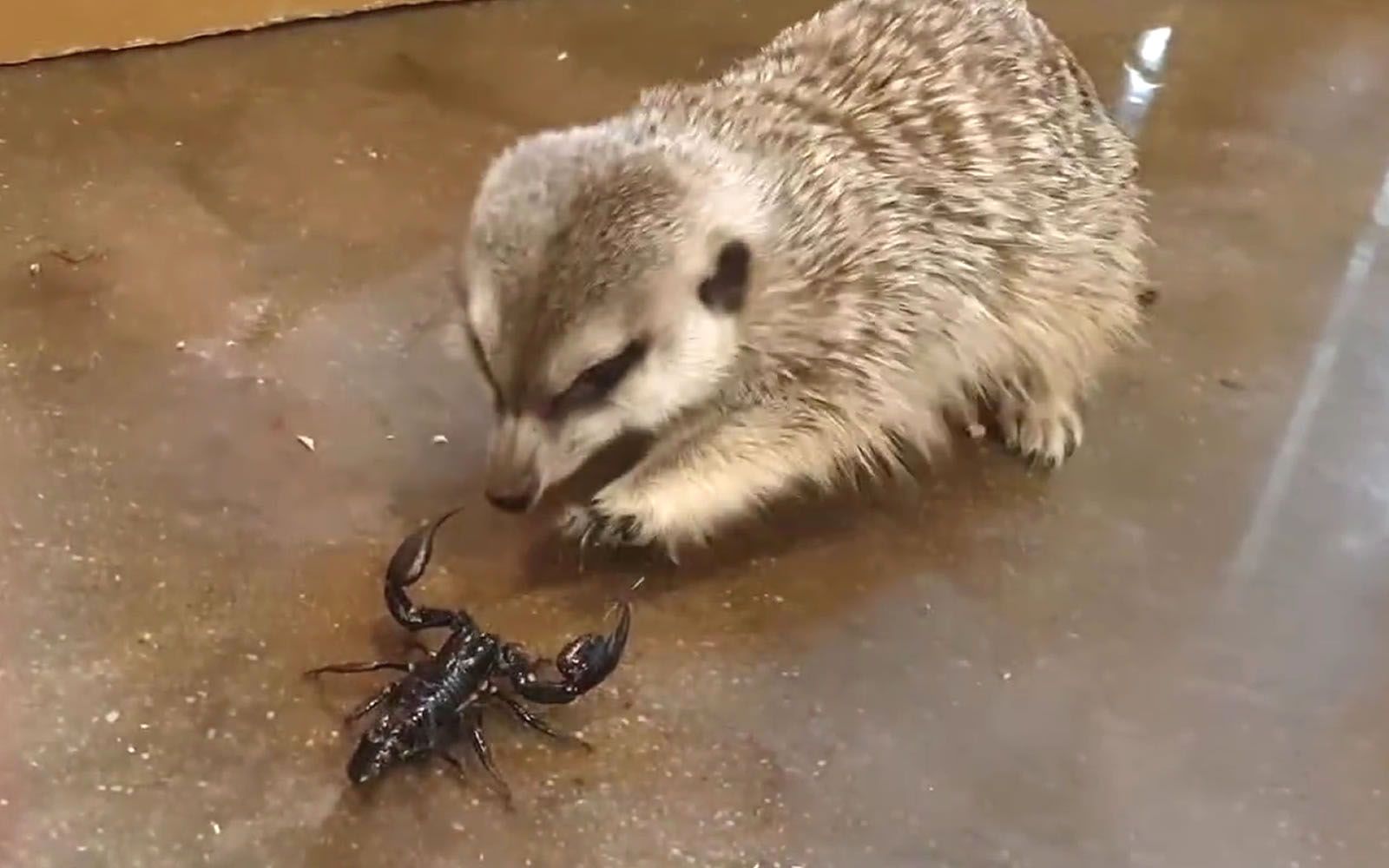 带着毒性的蝎子会成为狐獴的盘中餐吗