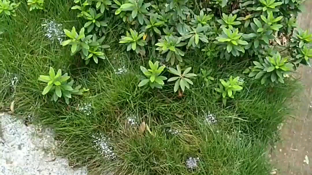 [图]雨后草地的蜘蛛网群