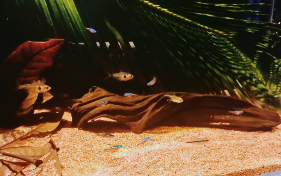 小南美缸开缸一周