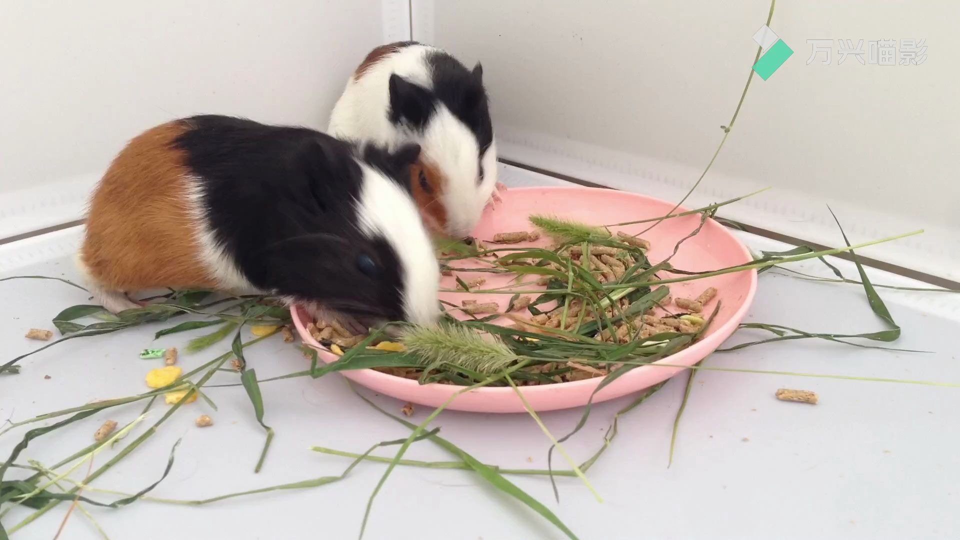荷兰鼠吃草