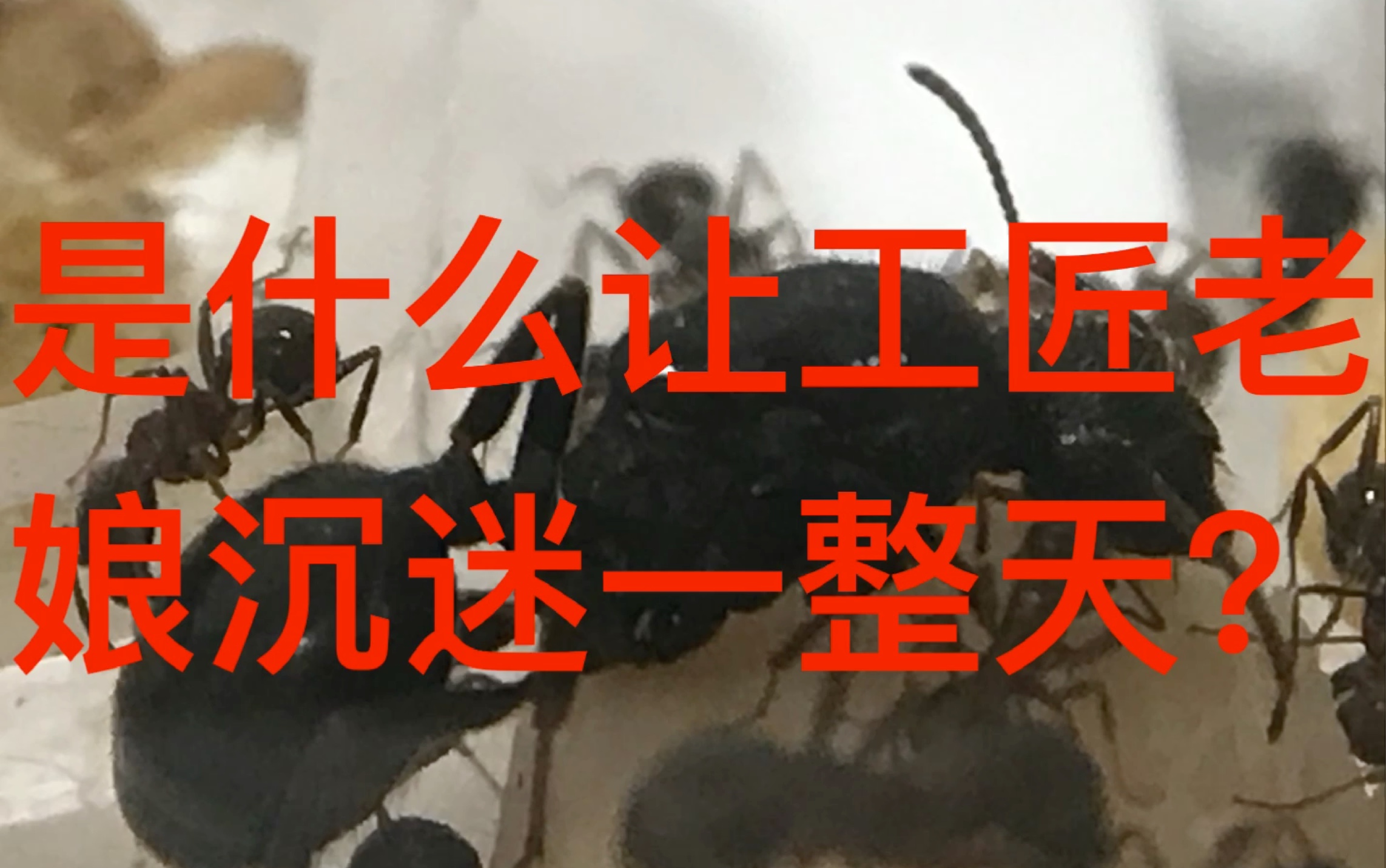 工匠收获蚁是蚁性的堕落还是食物太香