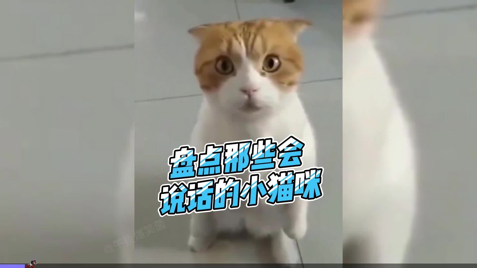 盘点那些会说话的小猫咪,猫咪开口说人话,简直是成了精#猫咪哔哩哔哩bilibili