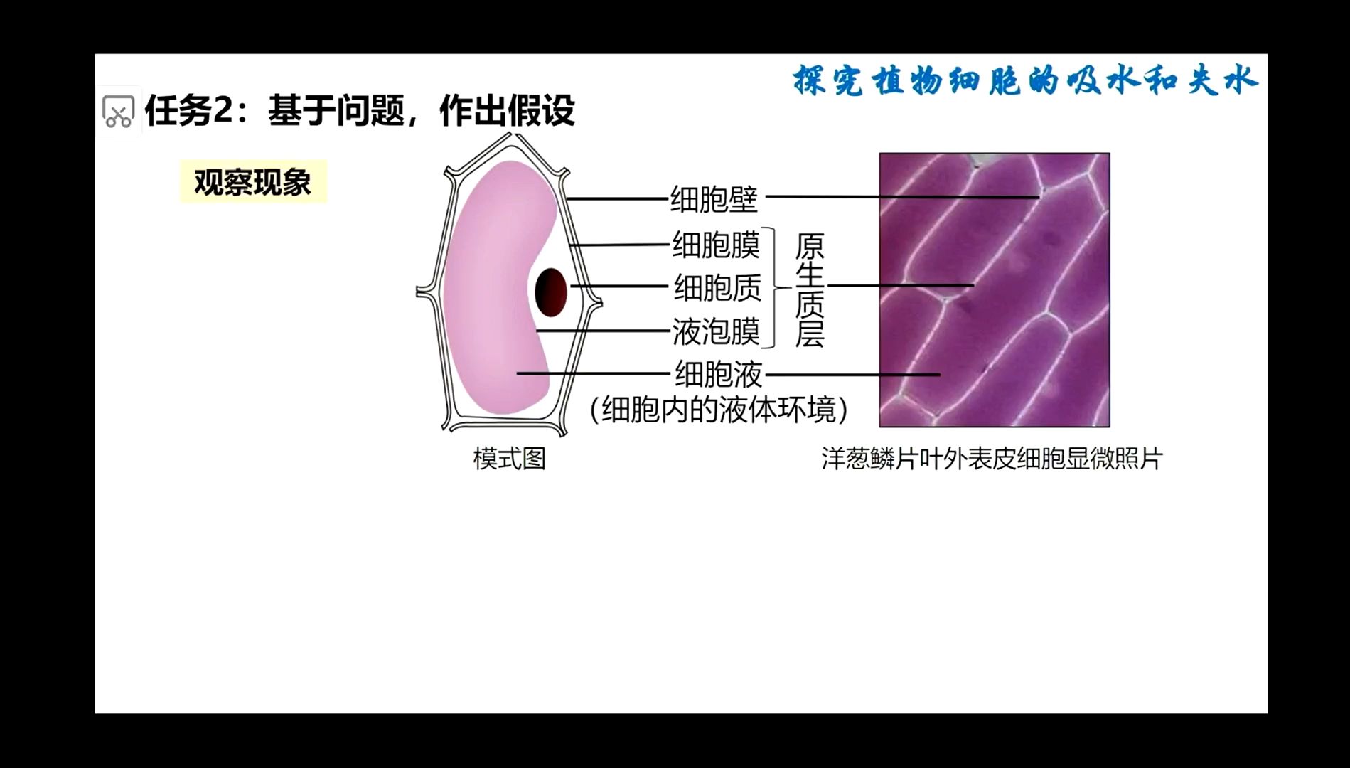 水进出细胞的原理