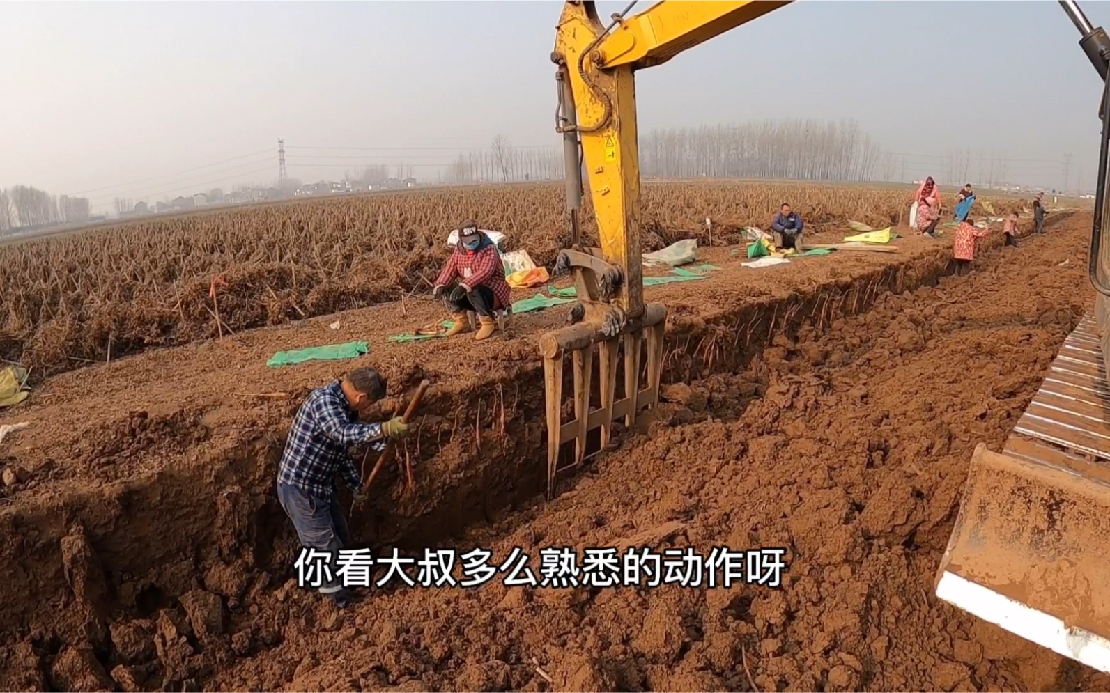 河南焦作铁棍山药开挖了,挖机人工齐上阵,一天能挖一亩三分地
