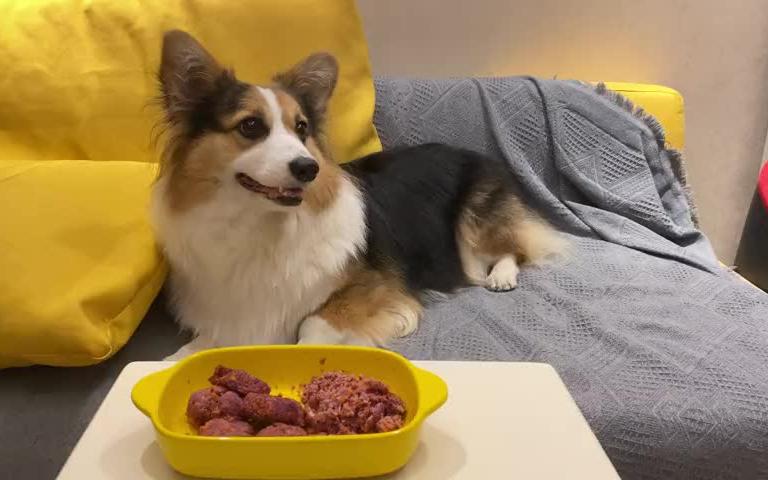 【柯基】小狗的日常吃饭分享～自制狗零食