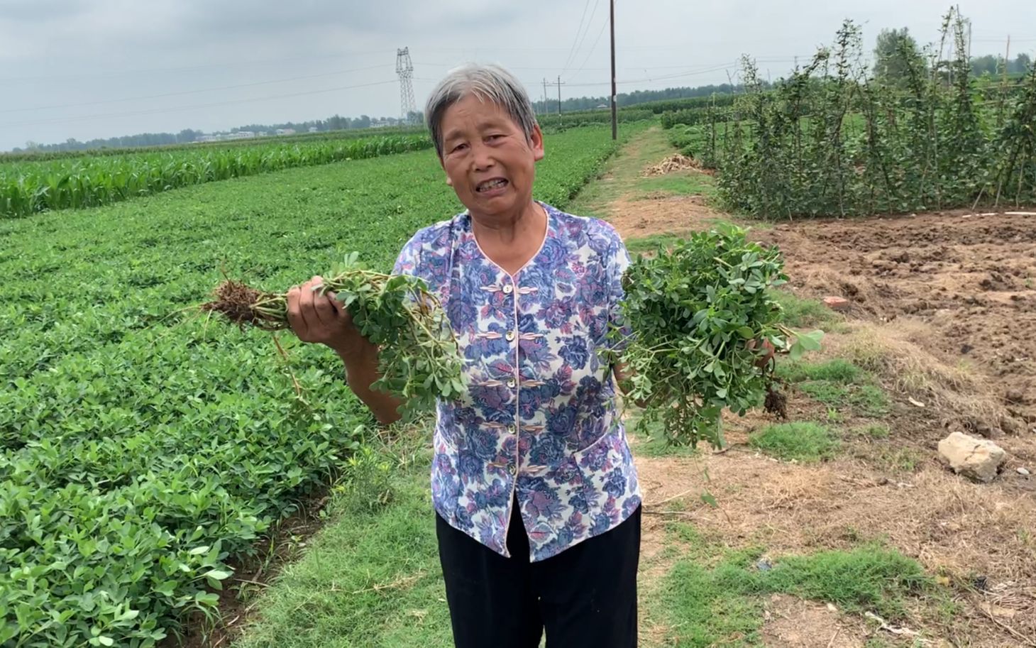 [图]河南南阳：这种野菜蒸馒头年轻人很爱吃，但农村现在越来越少了