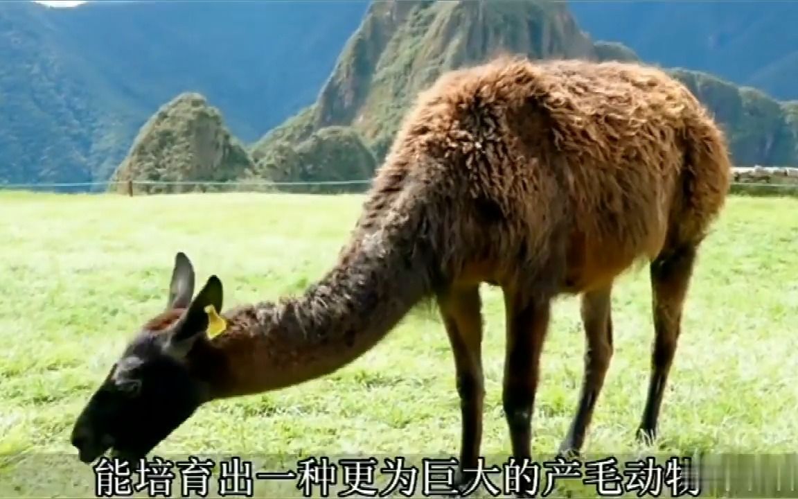 十种杂交动物大盘点-你都听说过哪些?