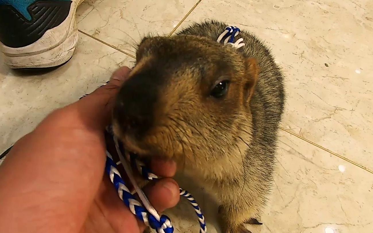 鍦熸嫧榧犲壀鐗欍佸壀鐢茬殑璇︾粏鏁欑▼锛屽啋鐫琚挰鐨勫嵄闄