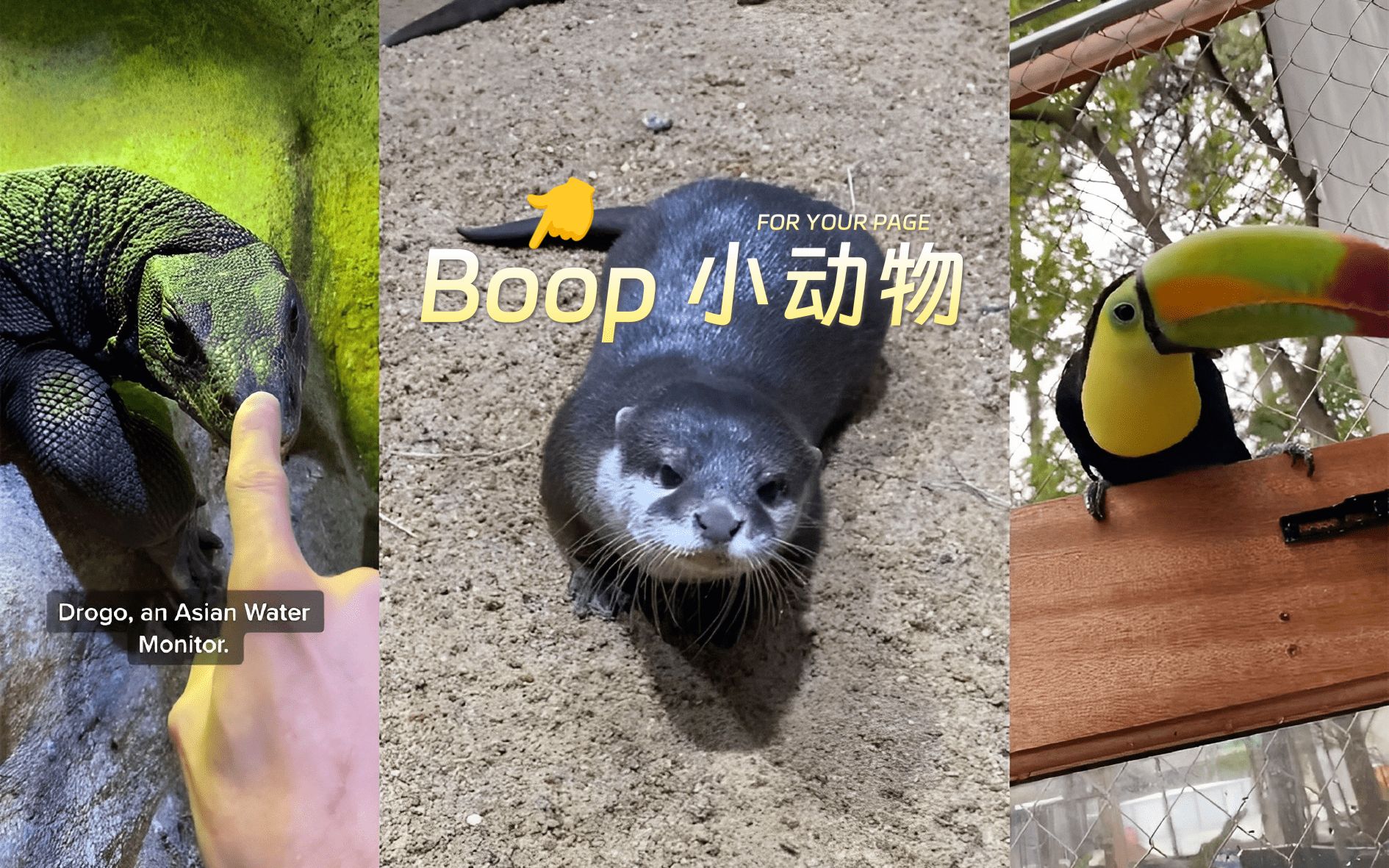 Boop 一下可爱的小动物们 𐟑ˆ哔哩哔哩bilibili