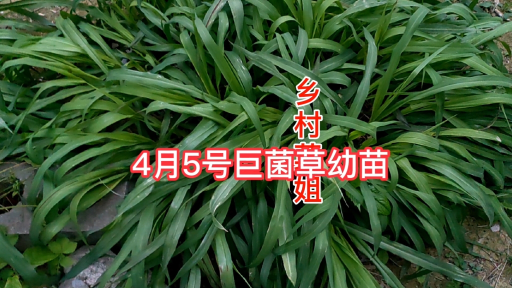 你看4月5号贞丰县高原牧草这是巨菌草幼苗长势喜人