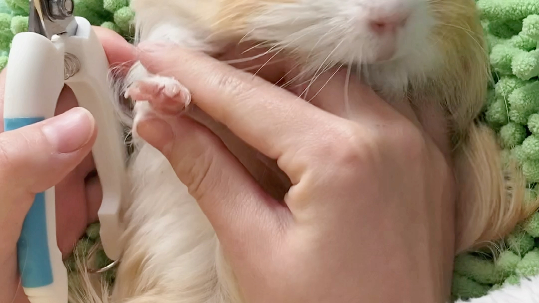 荷兰猪日常给软萌易推倒的小橘子剪指甲