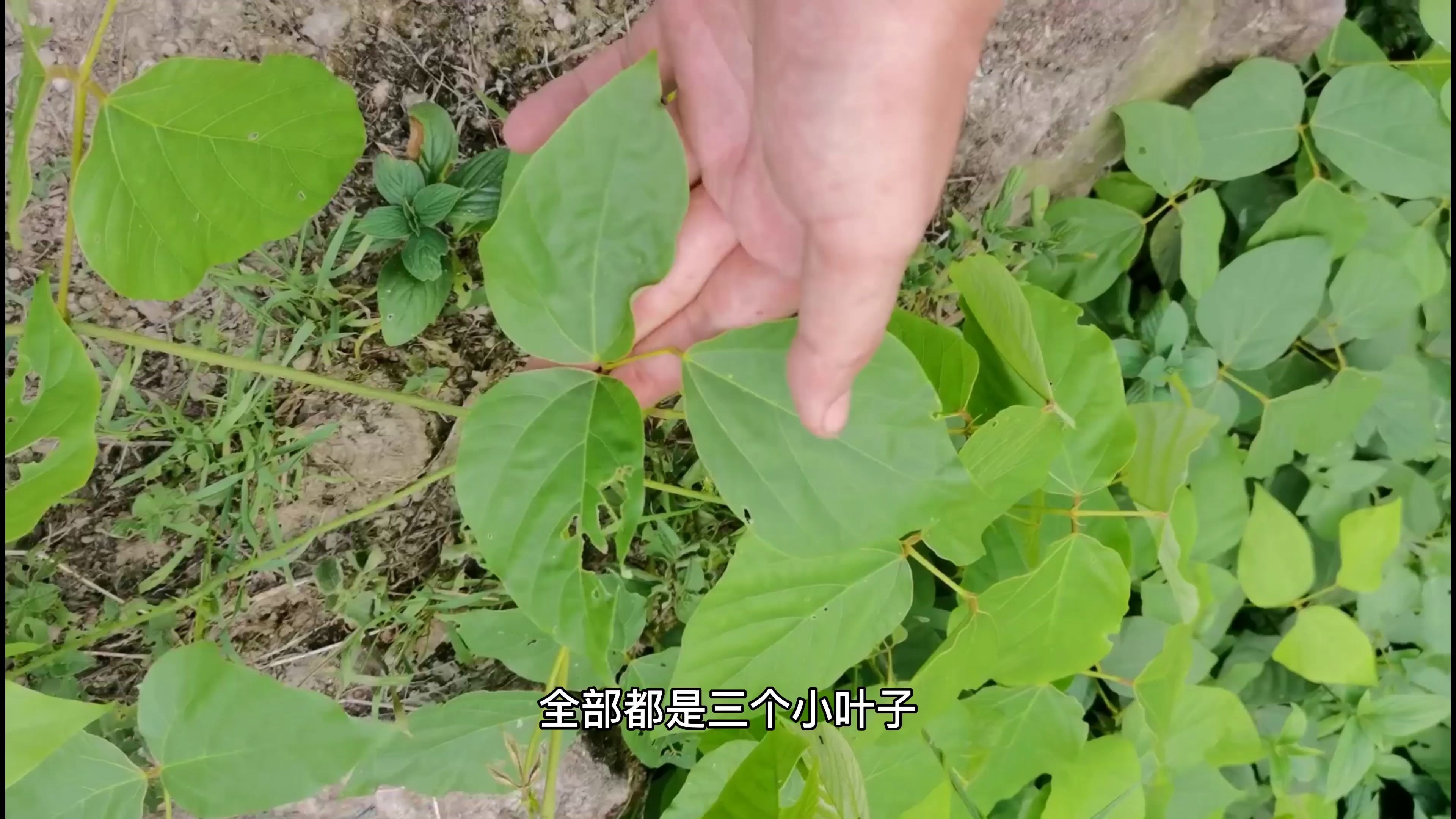 活动 农村常见的植物,三裂叶野葛的功效和作用,生成山地丘陵灌丛中