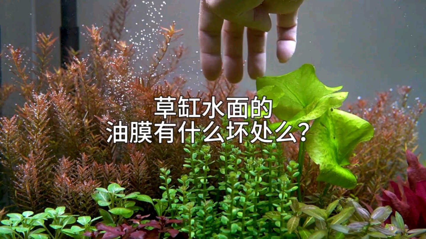 草缸水面的油膜有什么坏处么?哔哩哔哩bilibili