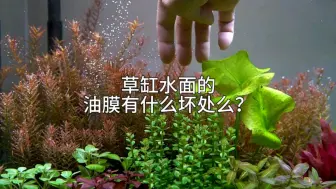 Tải video: 草缸水面的油膜有什么坏处么？