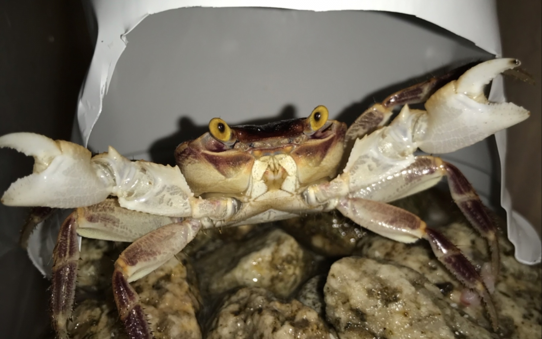 格雷陆方蟹(geograpsus grayi)破甲捕食龙溪蟹