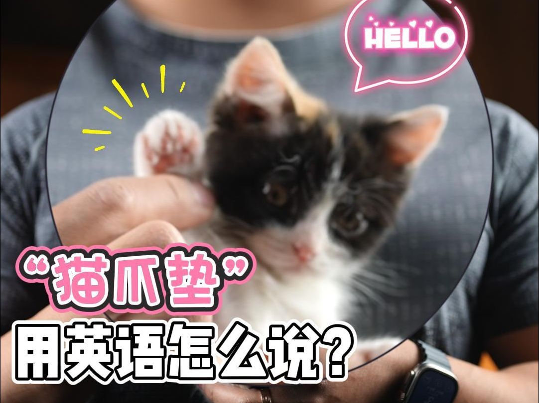 实用英语|＂猫爪垫＂的英语❓(含猫量超标哔哩哔哩bilibili