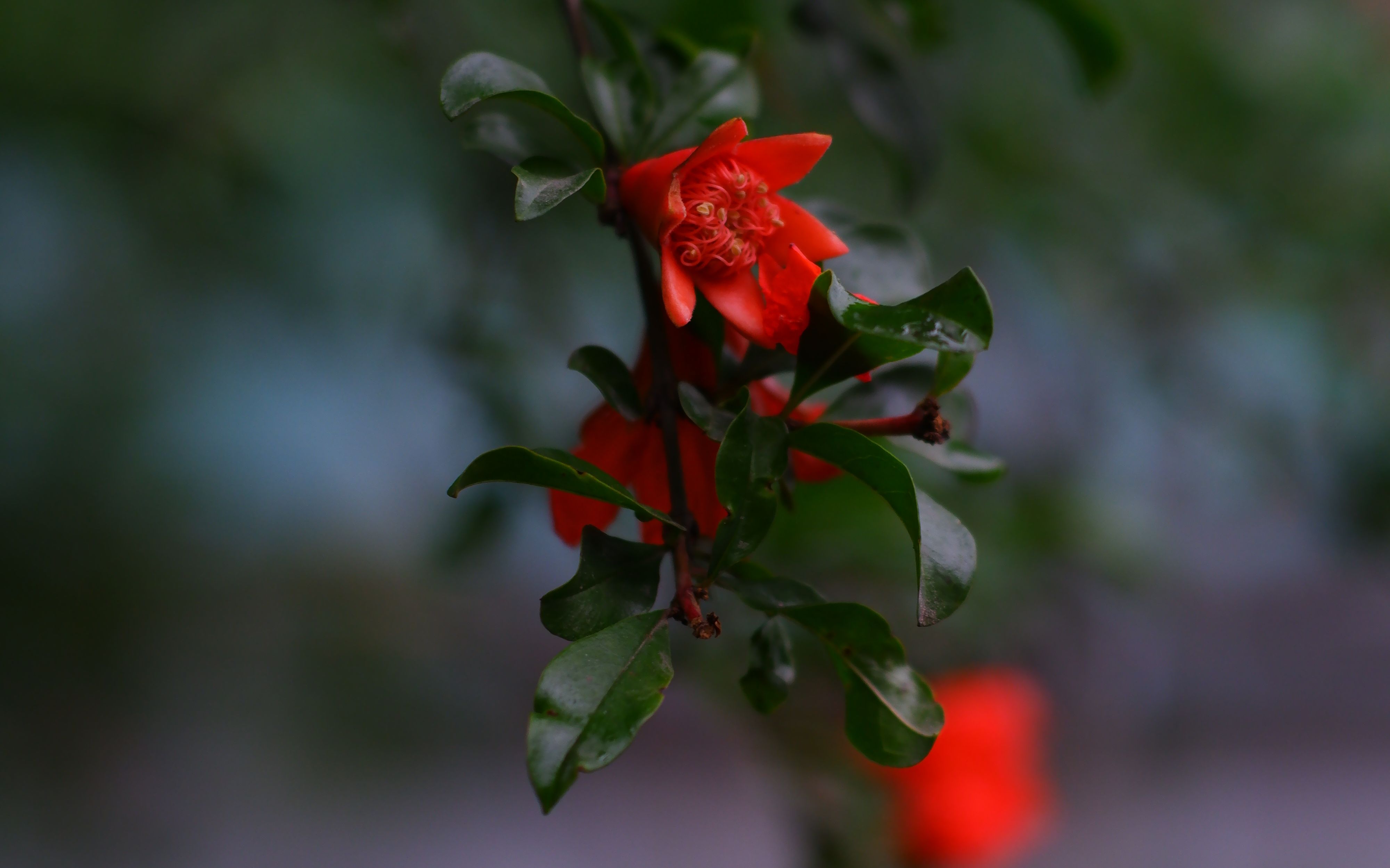 "五月榴花照眼明,枝间时见子初成"