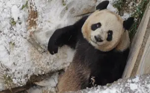 下载视频: [大熊猫梦梦]胖闺女梦梦玩雪