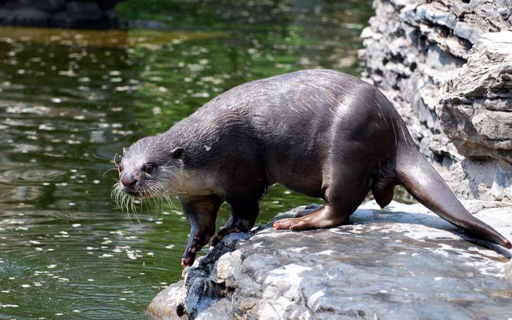 北美大水獭攻击鳄鱼全过程,水獭很历害嘛,为什么敢捕食大鳄鱼?