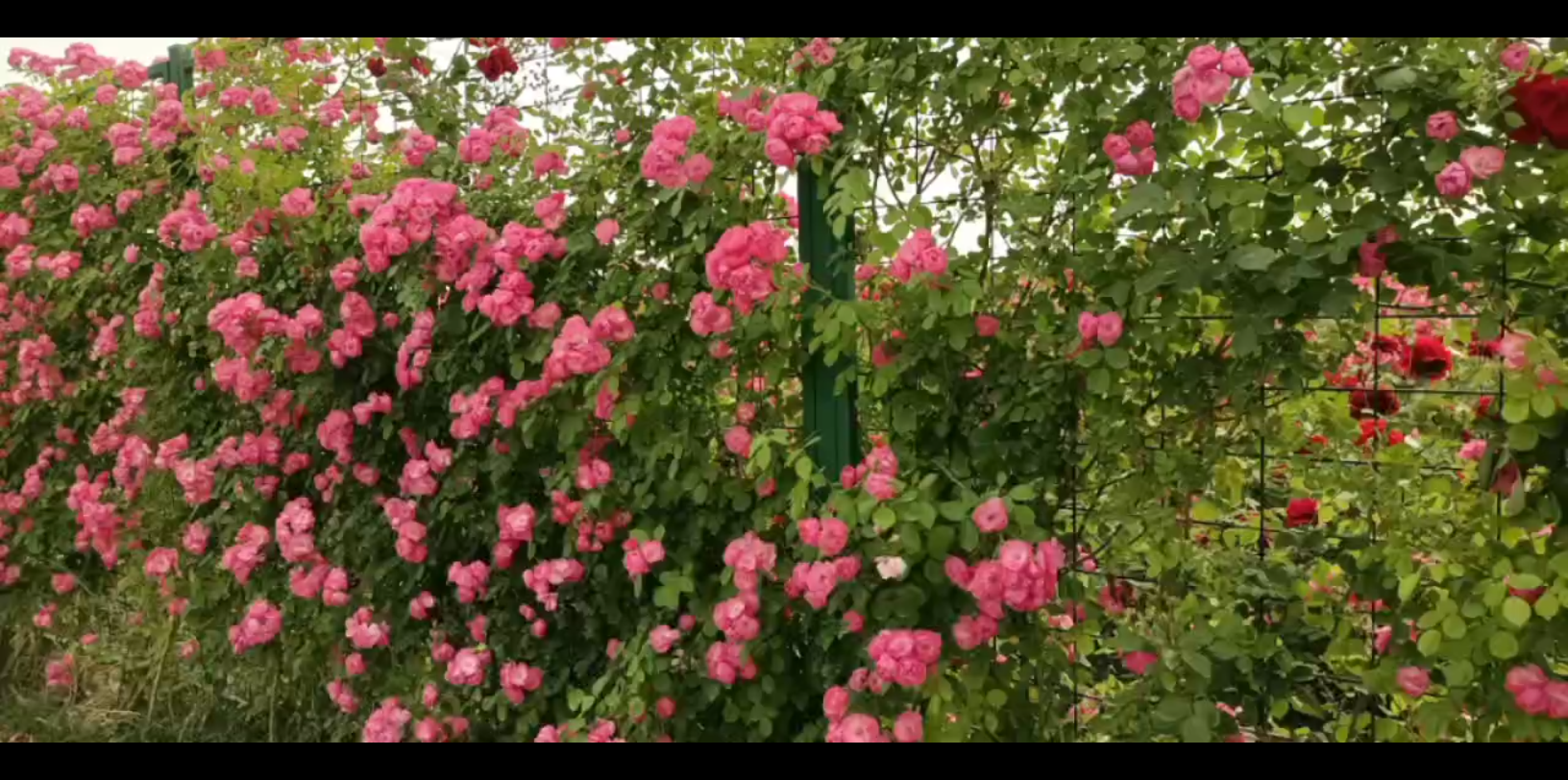 [图]云间花境，繁花似锦