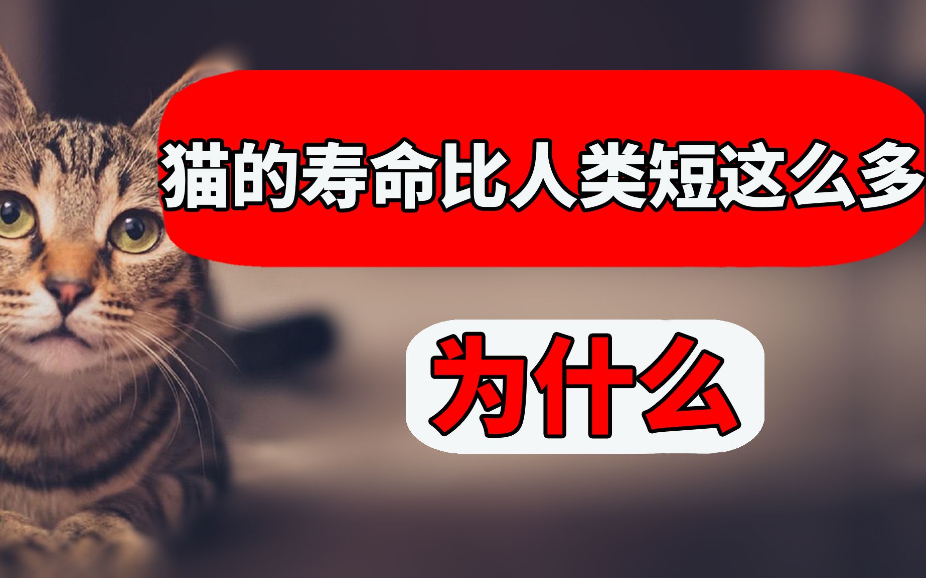 猫的寿命为什么比人类短这么多?如何让猫陪我们更久? 【养猫迷思EP21】哔哩哔哩bilibili