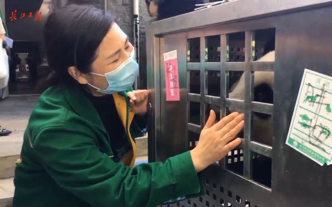 大熊猫姐妹花春俏和胖妞飞离武汉 市民送上樱花“旅行餐盒”哔哩哔哩bilibili