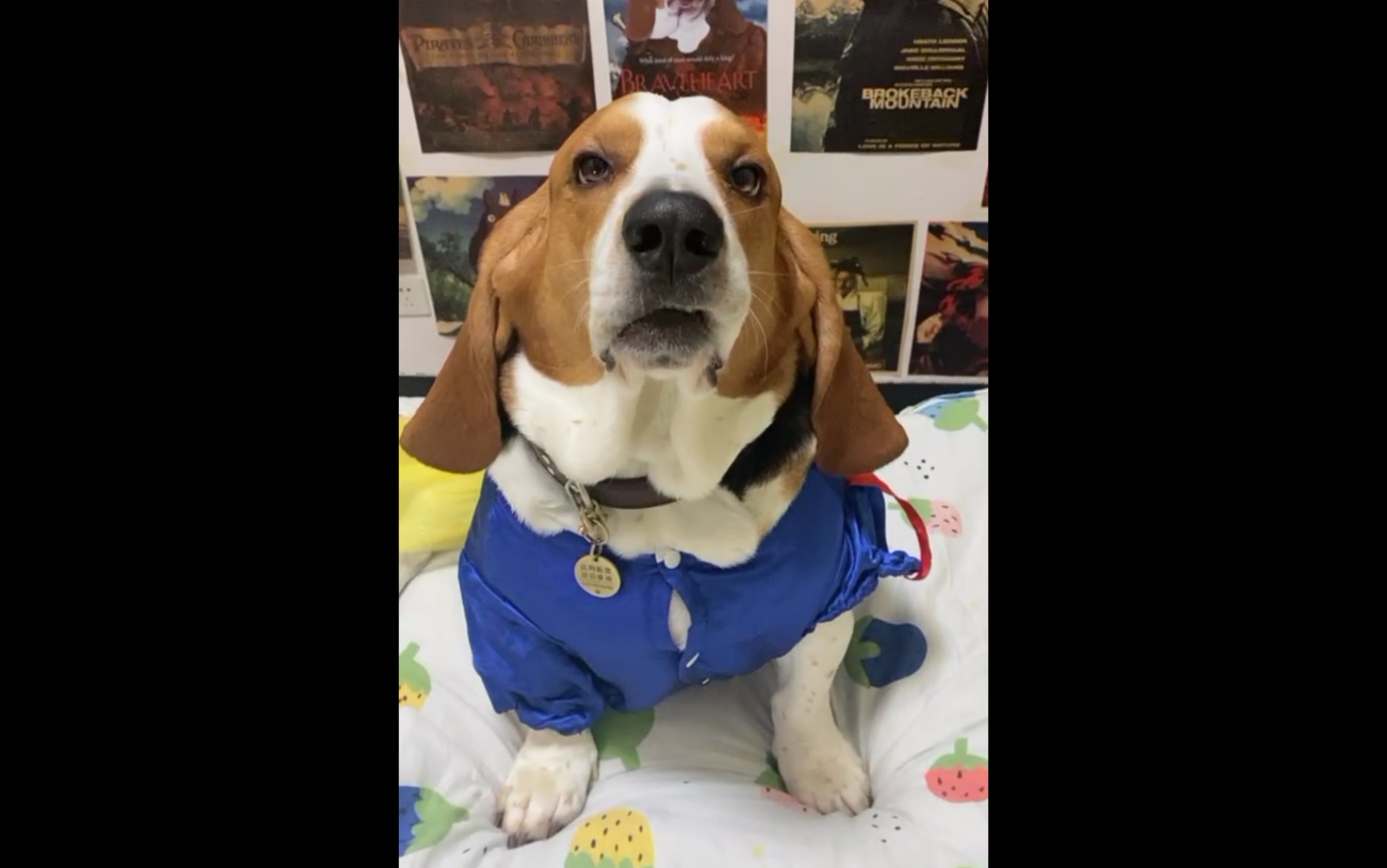 大壮直播～_哔哩哔哩_bilibili