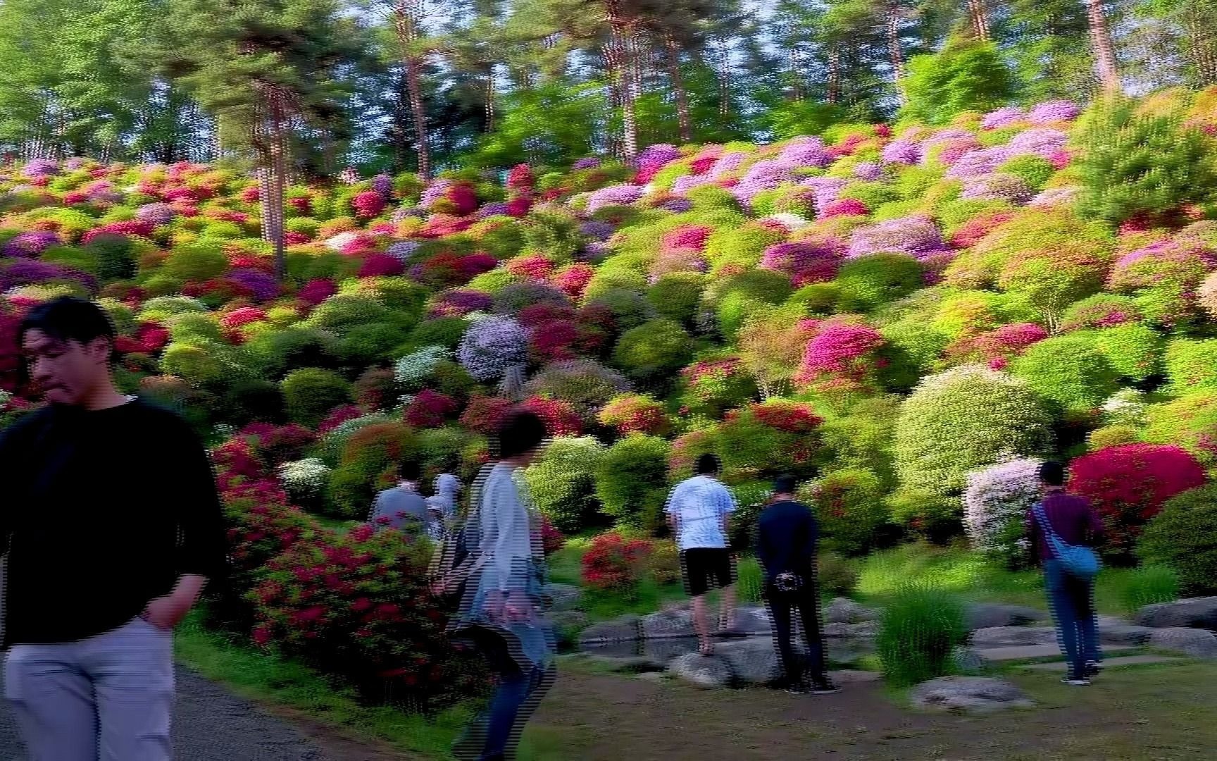 [图]菊花爆满山 (DJ加快版)