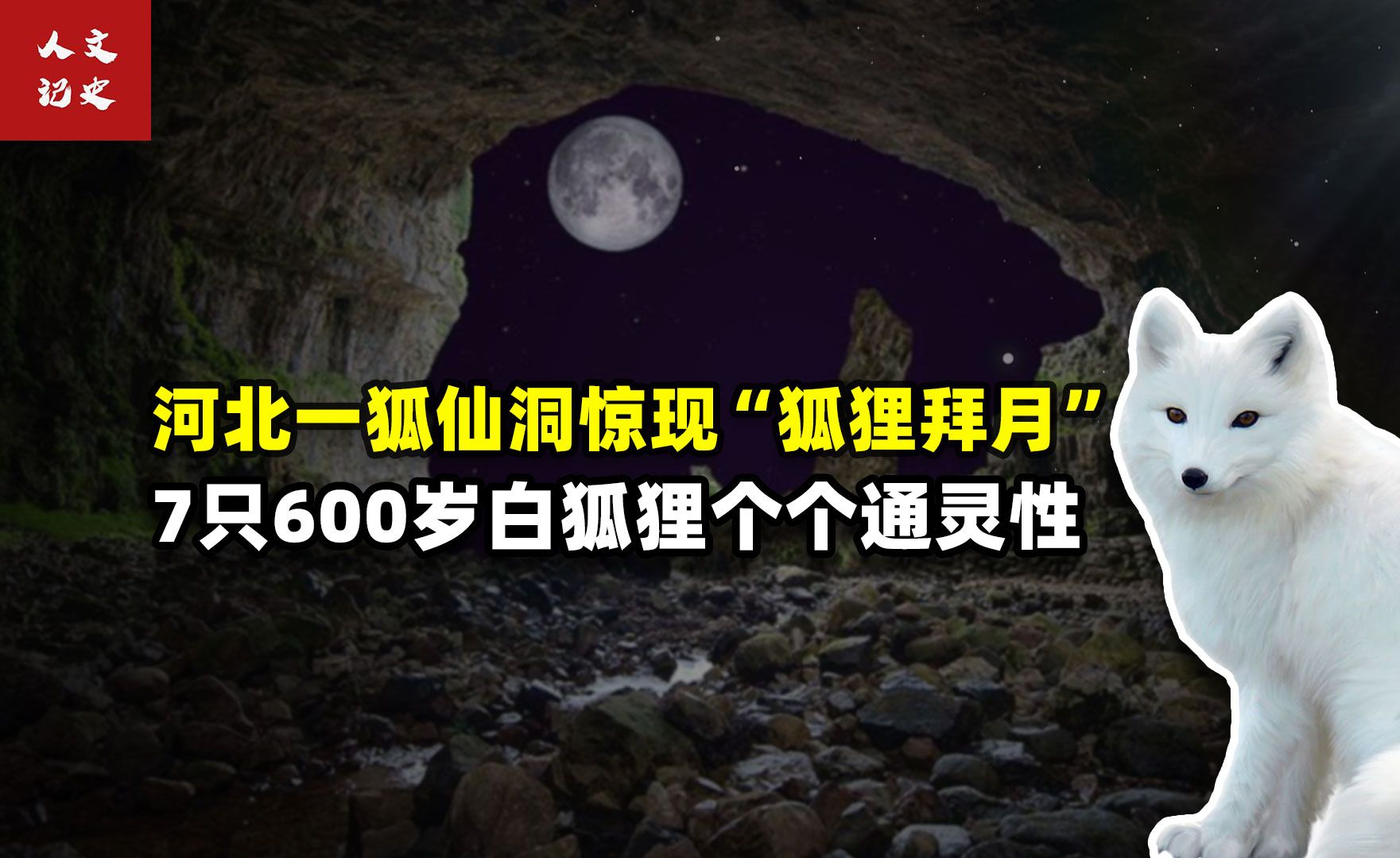 河北一狐仙洞惊现“狐狸拜月”,7只600岁白狐狸个个通灵性.哔哩哔哩bilibili