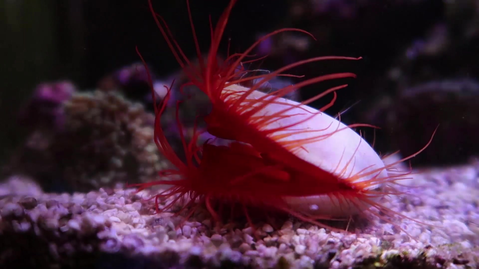 扇贝听了想鼓掌