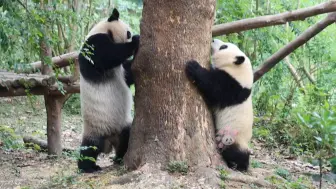 Descargar video: 玖玖教花花爬树，花花不认真学还想玩，玖玖生气了，那就胖揍一下