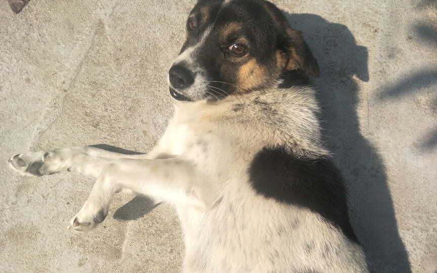 【土狗】【奶牛狗】日常挠痒