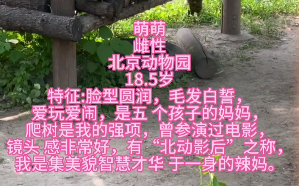 (熊猫萌萌)230526北动影后萌萌,纯享吃播~哔哩哔哩bilibili