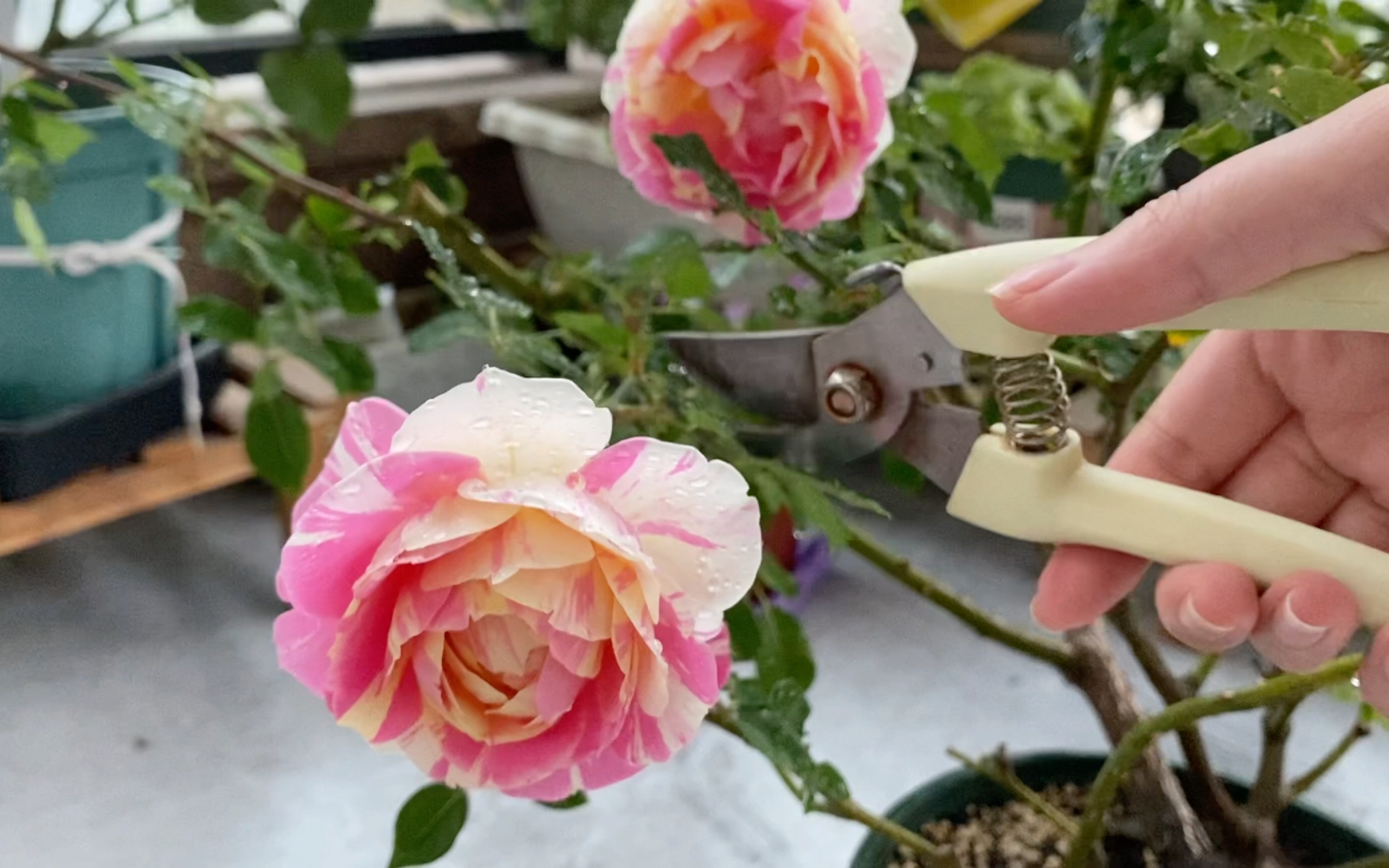 月季薄荷冻糕 | 两广2023春天第一波花后修剪