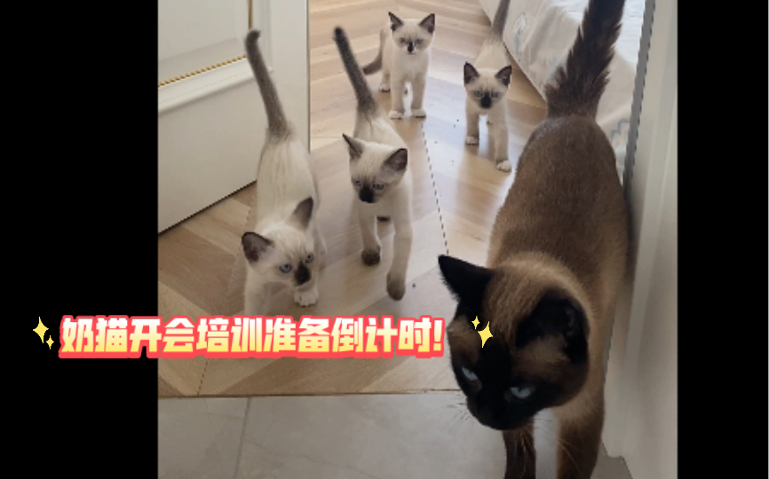 为了让奶猫快速融入集体配合开会的第一步准备哔哩哔哩bilibili