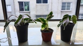 荷兰进口白油画竹芋 哔哩哔哩 つロ干杯 Bilibili