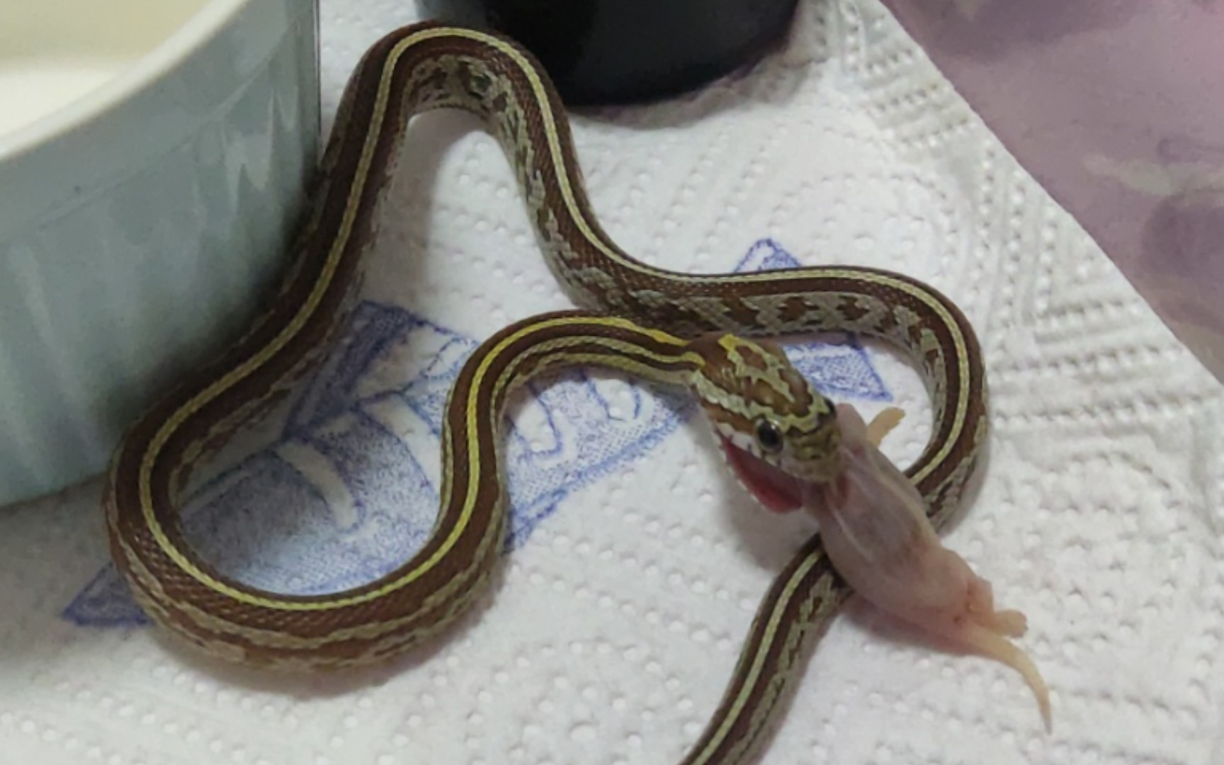 活动作品玉米蛇喂食吃饱饱